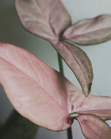 Syngonium pink allusion leaves