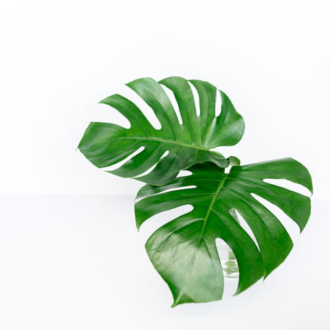 Monstera deliciosa leaf