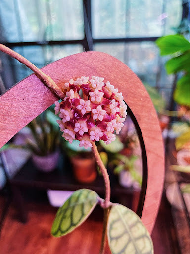 hoya bloom on a wooden hoop 