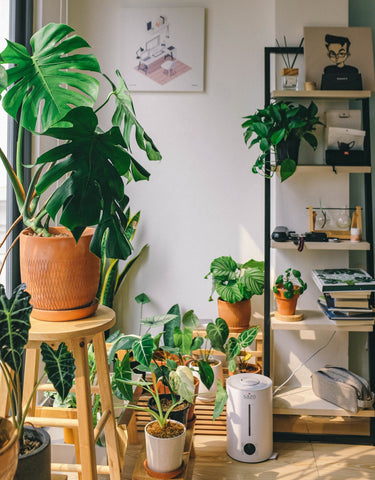 plants in a plant room