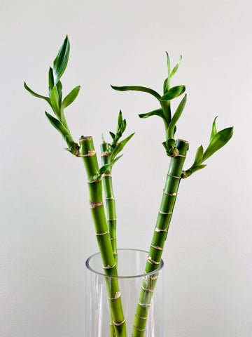 Lucky bamboo plant