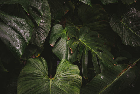 Plants in the rain forest