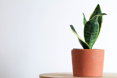 Snake plant in terra cotta pot on table