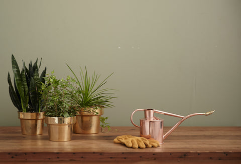 plants next to a watering can