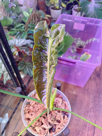 New leaf on King Anthurium