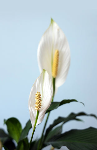 Peace lily flower