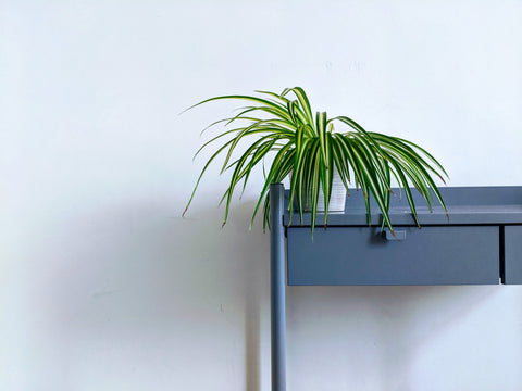 Small spider plant on a gray table