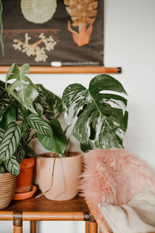 Variegate monstera leaf