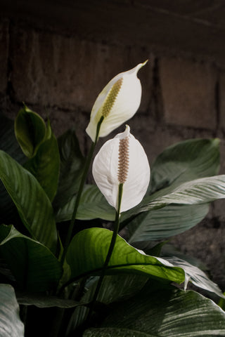 peace lily plant and its blooms
