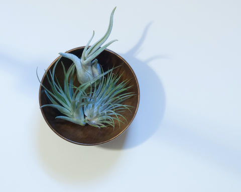 3 different air plants in a bowl
