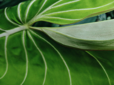 Philodendron gloriosum leaf