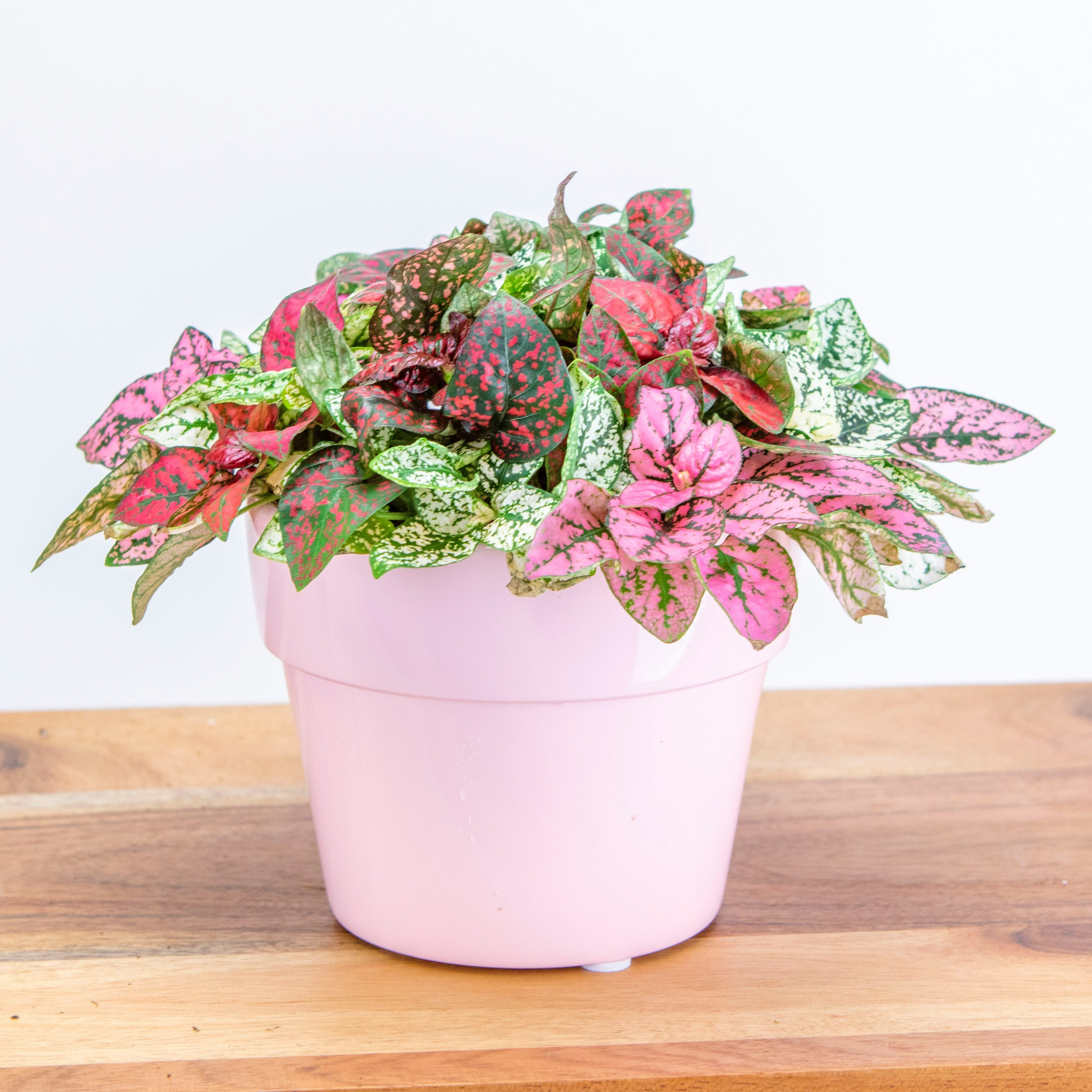 Different variations of the Polka Dot plant