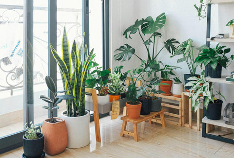 potted plants displayed in a corner