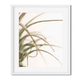 Macro shot of an air plant in a white frame