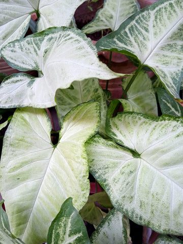 Syngonium white butterfly leaves