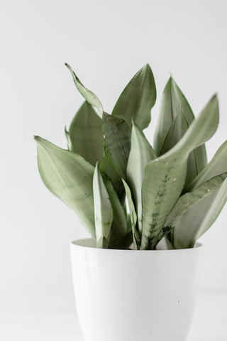 snake plant in white pot