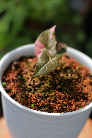 Syngonium potted in moss