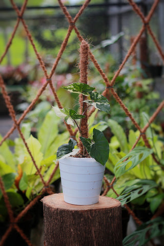 Variegated syngoinum leaves