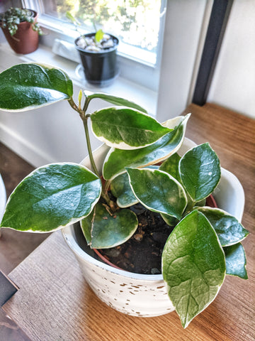 Hoya carnosa houseplant with outer variegation in a white pot