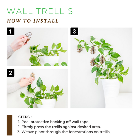 how to install plant clips for indoor plants
