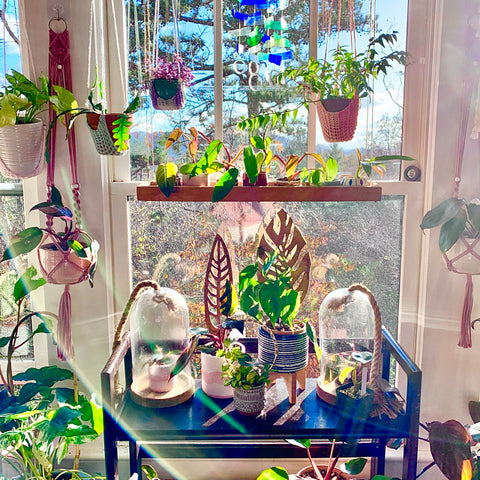 plant window with treleaf trellises