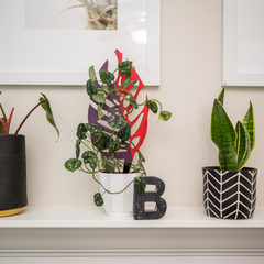 colorful monstrella trellis holding a satin pothos on a fireplace