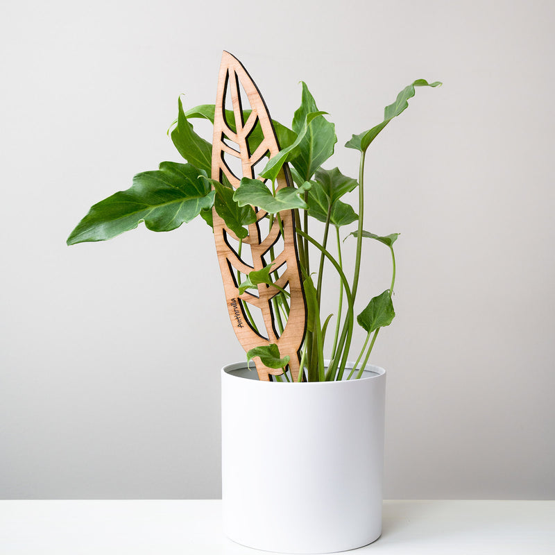 Anthrulla Plant trellis inspired by the Queen Anthurium