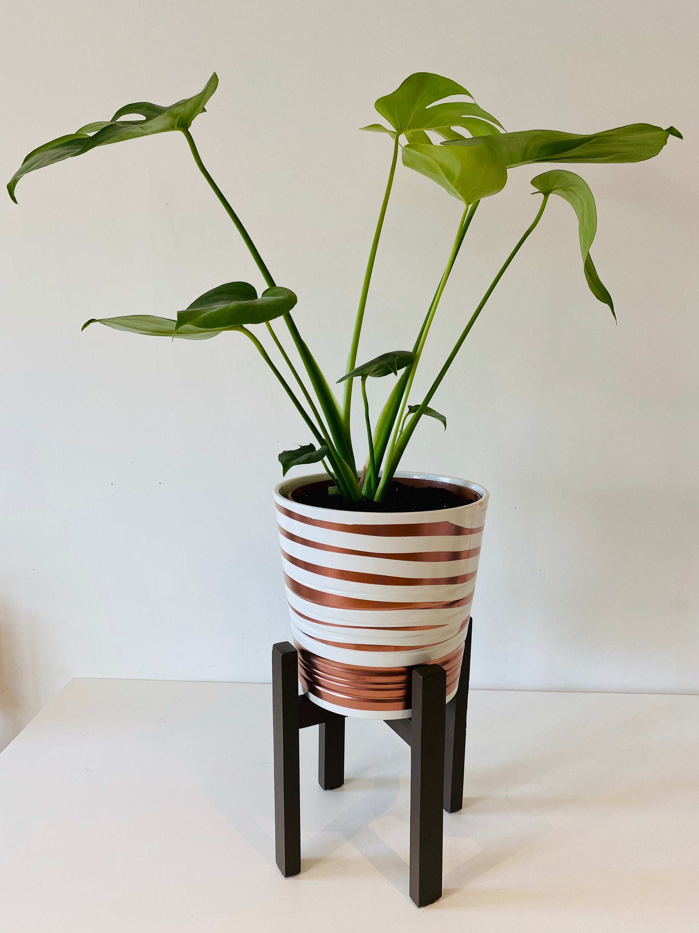 激安価格の plants mania専用の Plants 植物 mania専用の - avagames.ir