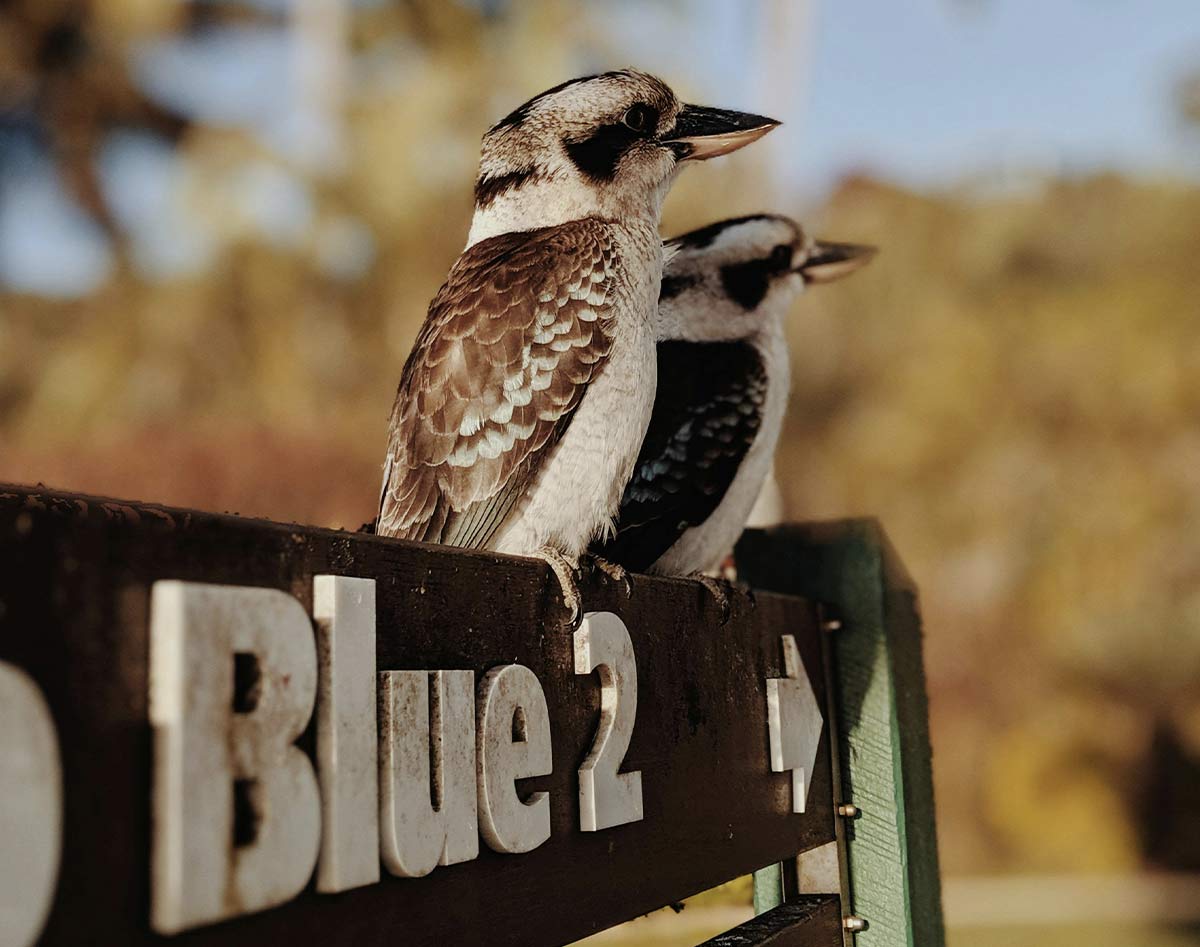 Australia Wildlife Brown Birds