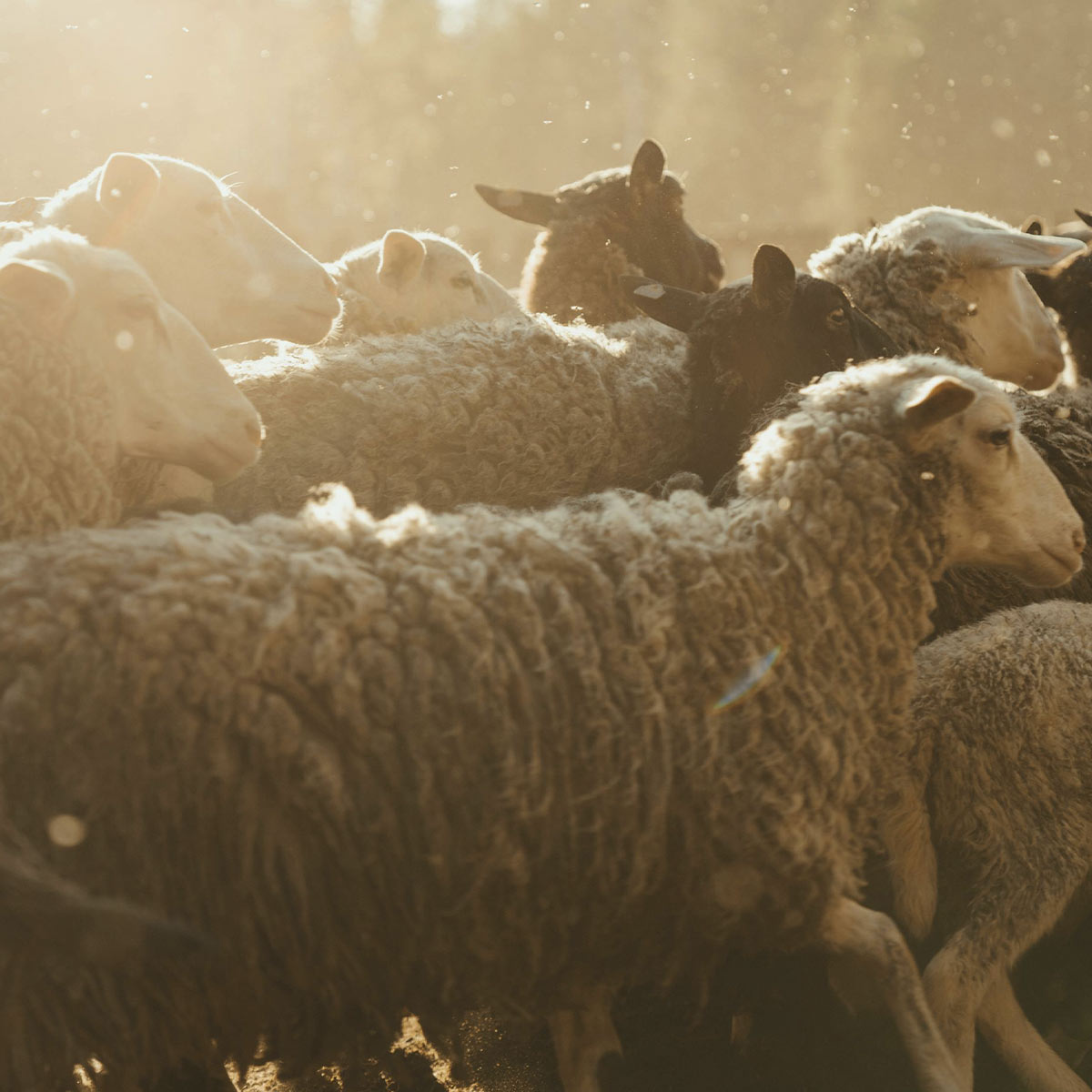 Flock of Australian Sheep at Farm