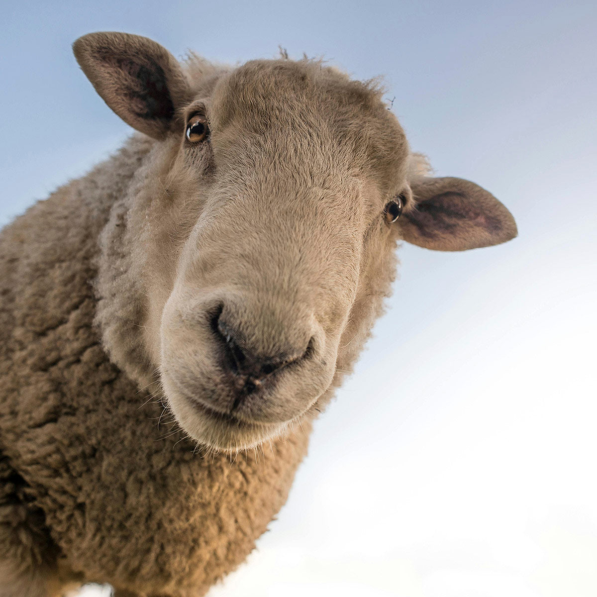 Australian Sheep