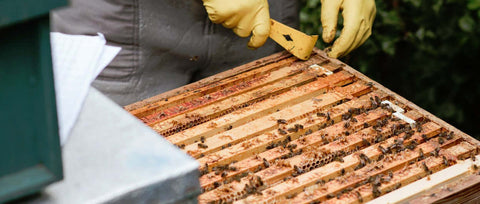 Bee Pollination service Chatham Ontario Canada