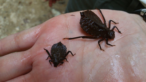 A woman displays, in the palm of her hand, two dragonhunter dragonfly nymphs that were collected from a stream in Virginia, USA.