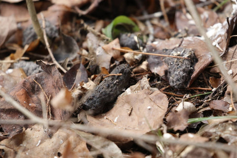 Northern Saw-whet Owl reguritated pellets on the ground under a night roost tree.