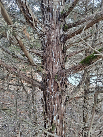 A white-wash of owl droppings on the trunk and stems of an eastern red cedar tree. The owl roosting in this tree was a Northern Saw-whet Owl at the Homer Lake Forest Preserve in Champaign County, Illinois.