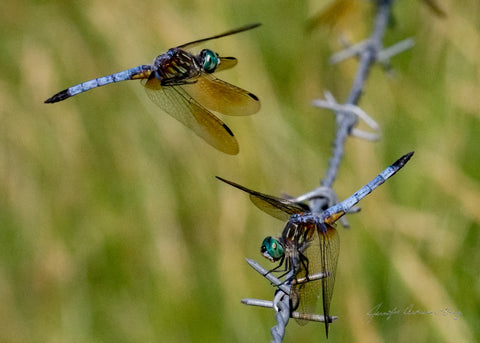 A blue dasher in flight approaches a blue dasher obelisking on a barbed wire fence. 