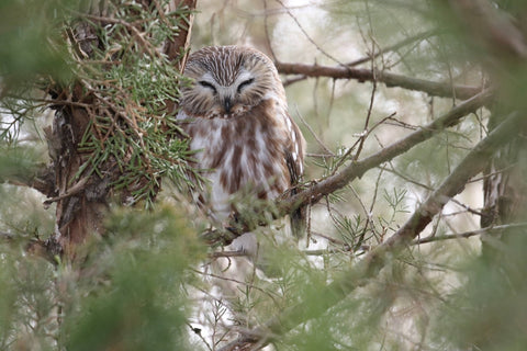 A sleeping Northern Saw-whet Owl in an eastern red cedar tree at the Homer Lake Forest Preserve in Champaign County, Illinois.