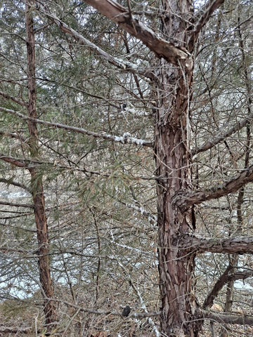 A white-wash of owl droppings on the trunk and stems of an eastern red cedar tree. The owl roosting in this tree was a Northern Saw-whet Owl at the Homer Lake Forest Preserve in Champaign County, Illinois.