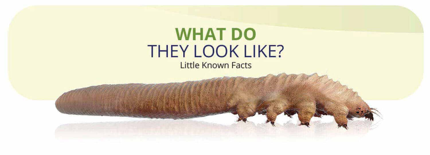 Text: What do they look like? Little known facts