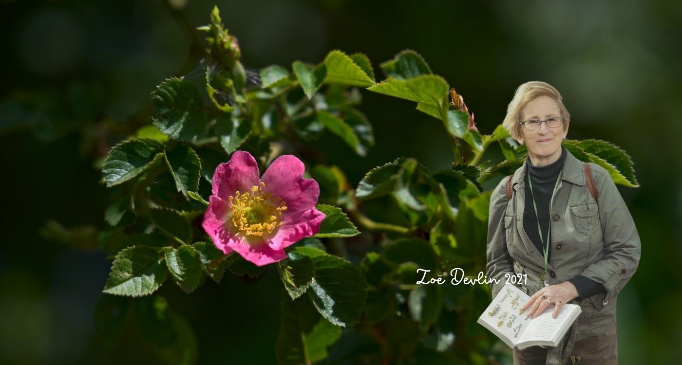 Irish Native Wildflowers Represent Love by Zoe Devlin Connecting to