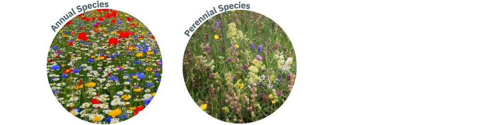 Annual and perennial wildflower species ireland