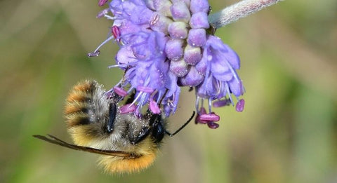 bee on a purple field scabious wildflower