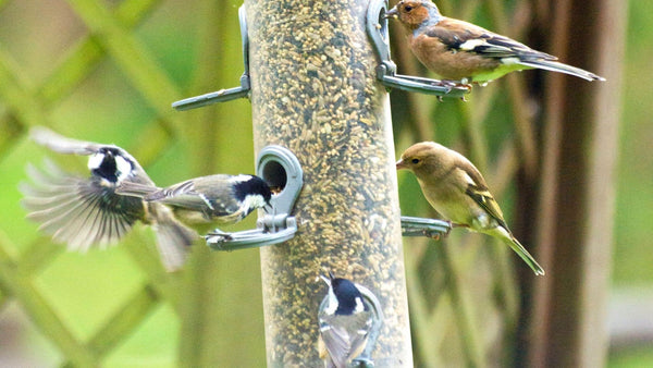 wild birds competing for food at the seed feeder