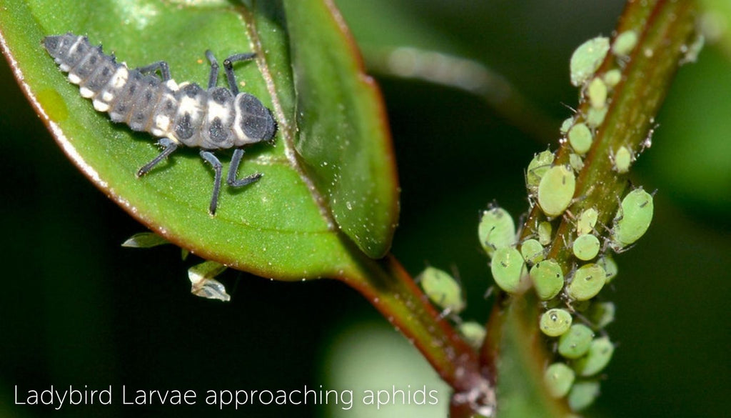 Ladybird Larvae approaching aphids - pest control