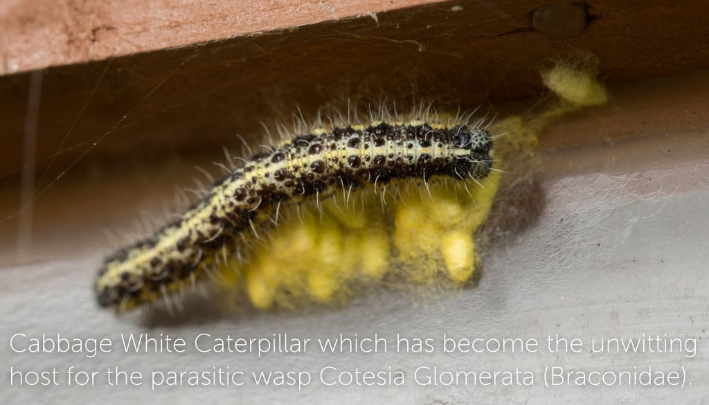 the Cabbage White Caterpillar which has become the unwitting host for the parasitic wasp Cotesia Glomerata (Braconidae). 