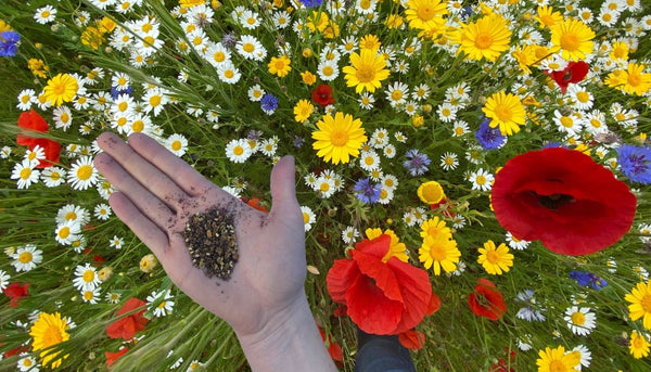 Wildflower seeds for sowing in autumn