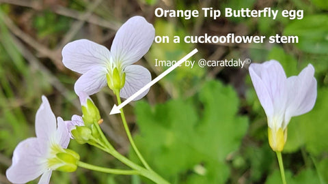 Orange Tip Butterfly egg on a cuckooflower stem