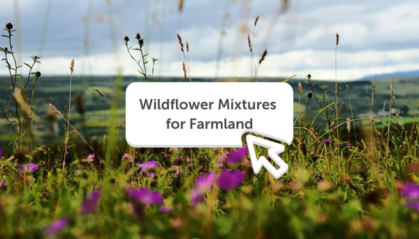 Wildflower Seed Mixtures for Farmland and Field Margins