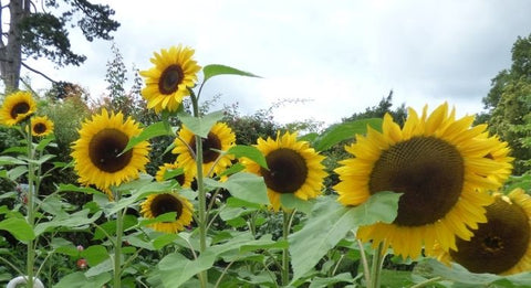 Sunflower seed buy online Blooming Native Wildflower seed