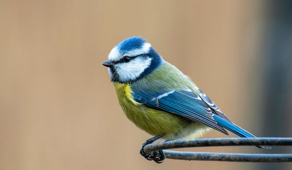 Irish Blue Tit